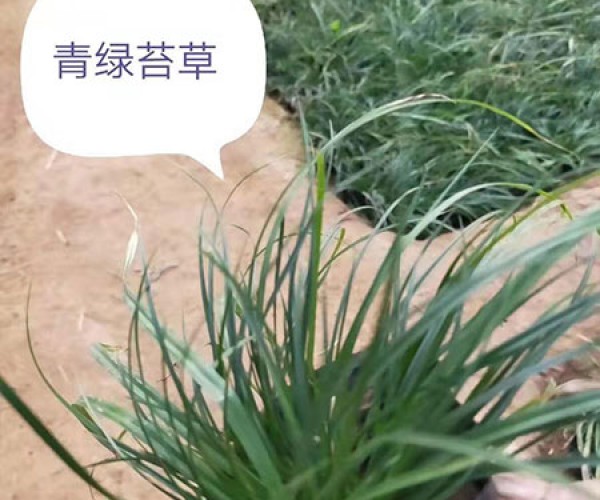 青綠苔草